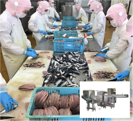 いわし開き製造